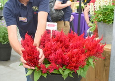 René hier met de Celosia Plumosa Arrabona Red. gigantische pluimen die je met 2 handen vast moet pakken.